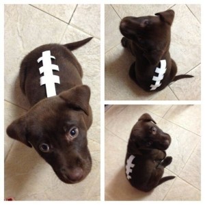 Football Dog Costume