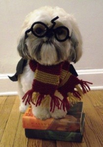 Hairy Potter