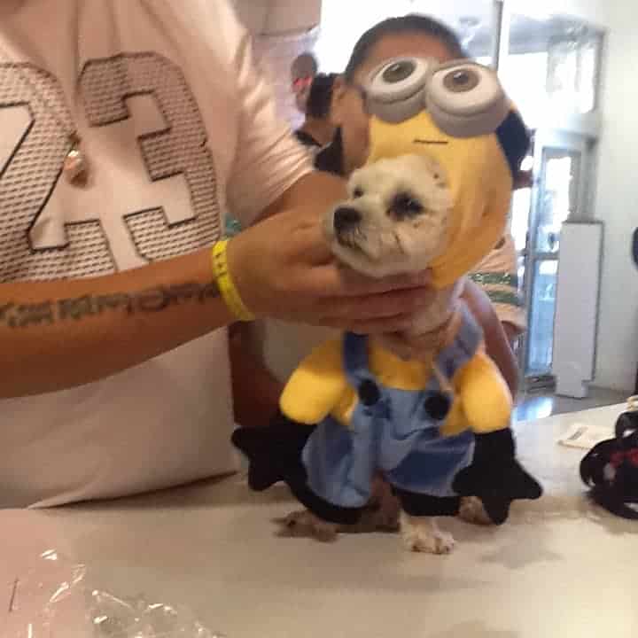 Minion Little Dog Costume