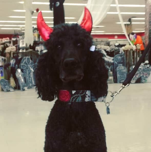 Devil Horns Dog Halloween