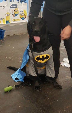 Halloween Batman costume for big dogs