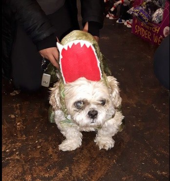 Halloween Aligator Costume For Dogs