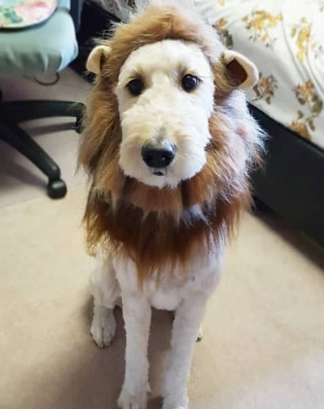 Halloween Lion Wig Dogs