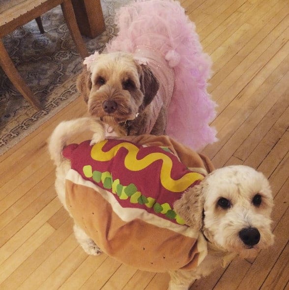 Halloween Tutu For Dogs