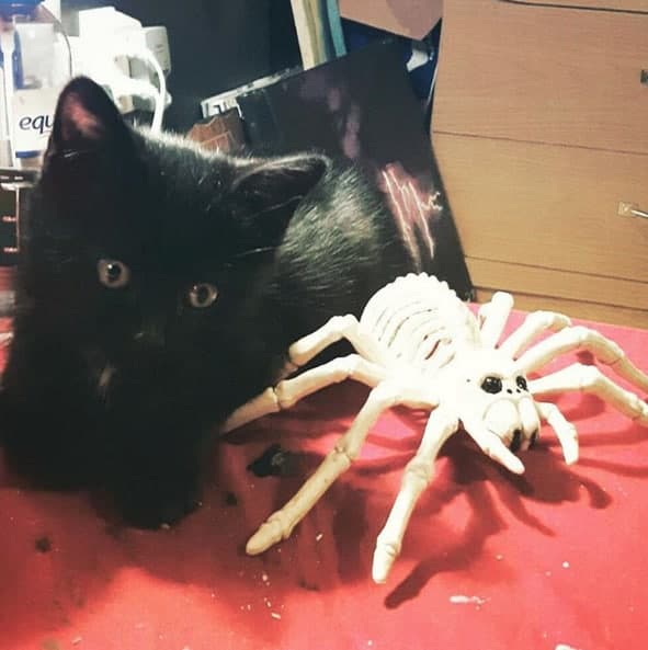 Halloween Black Cat Costume Decoration