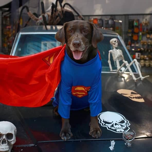 Halloween Super Man Costume For Dogs