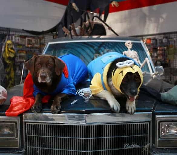 Halloween Minion Dog and Super Dog