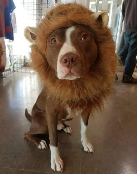 Halloween Lion Costume For Dogs