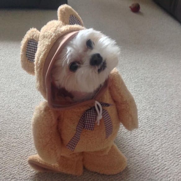 Halloween Teddy Bear Costume For Dogs