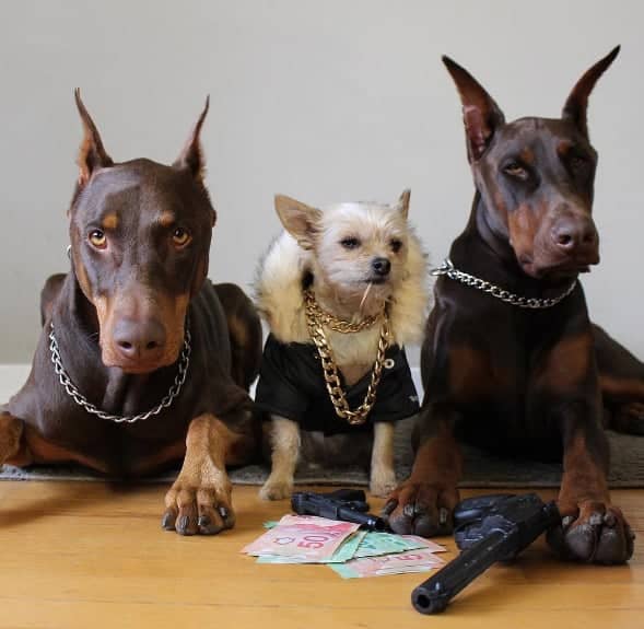 Halloween Dog Gangster Costume