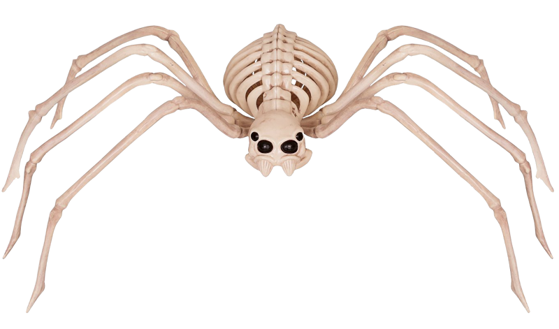 skeleton spider