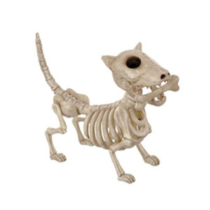 Skeleton Animal